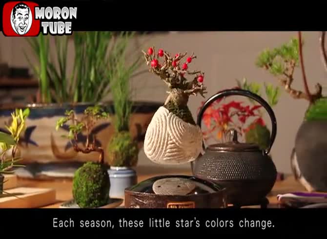 Video :The bonsai that aimed to transform gardening was called Air Bonsai
